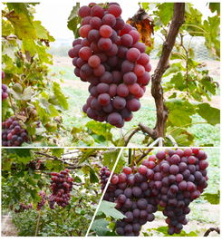 河北农产品供应基地 新鲜蔬菜批发价格与厂家直供指南